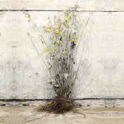 White Poplar 40-60cm bare root