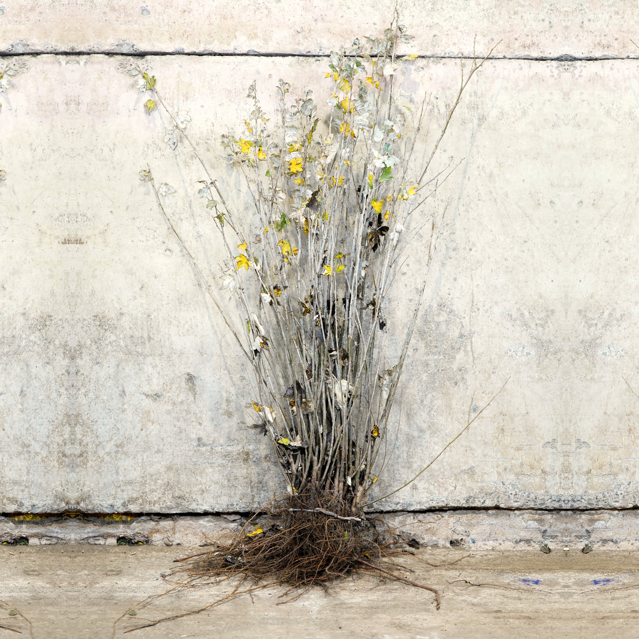 White Poplar 40-60cm bare root