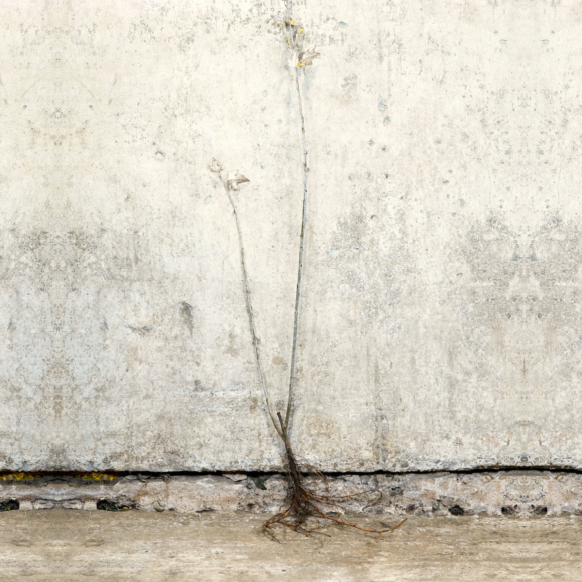 White Poplar 40-60cm bare root – photo 2