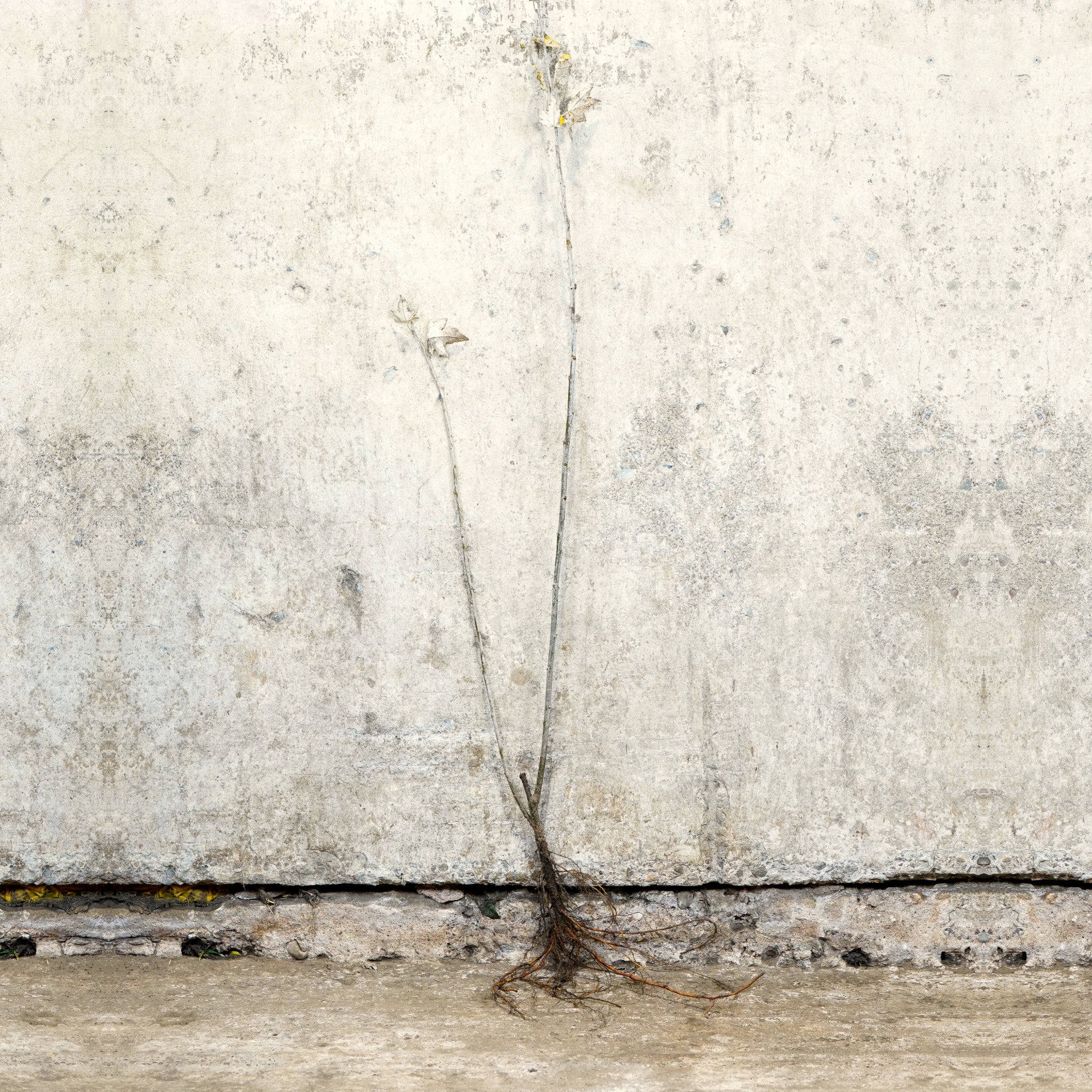 White Poplar 40-60cm bare root