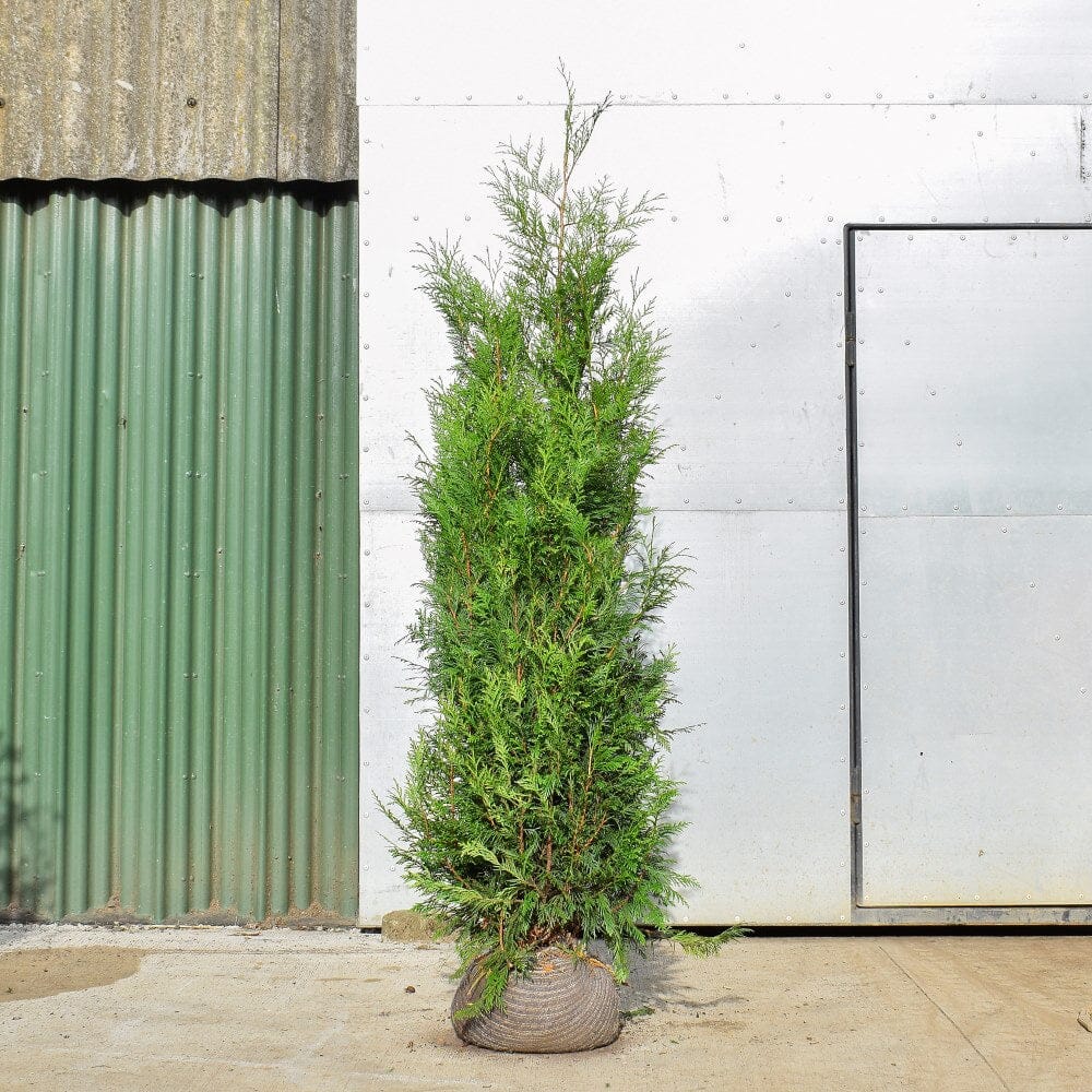 Thuja plicata (Western Red Cedar) 150/175cm rootball hedging plant.