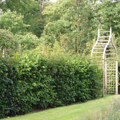 Wildlife edible hedge mix 40m 200 plants bare root.