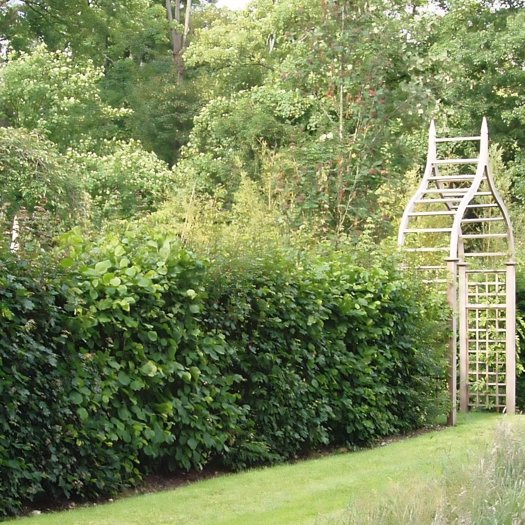 Wildlife edible hedge mix 40m 200 plants bare root.