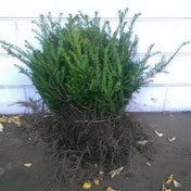 Taxus baccata (English Yew) 40-60cm BR hedging plant.