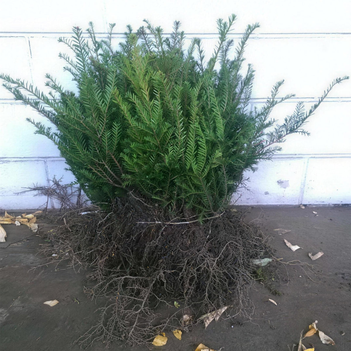 Taxus baccata (English Yew) 40-60cm BR hedging plant.
