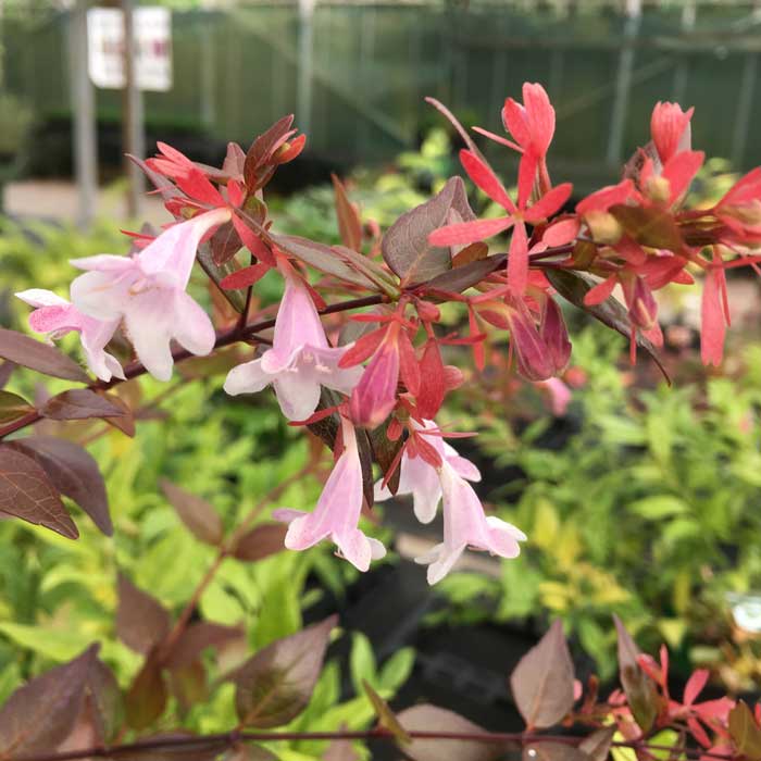 Abelia x grandiflora (Glossy Abelia) 30-40cm pot grown shrub.