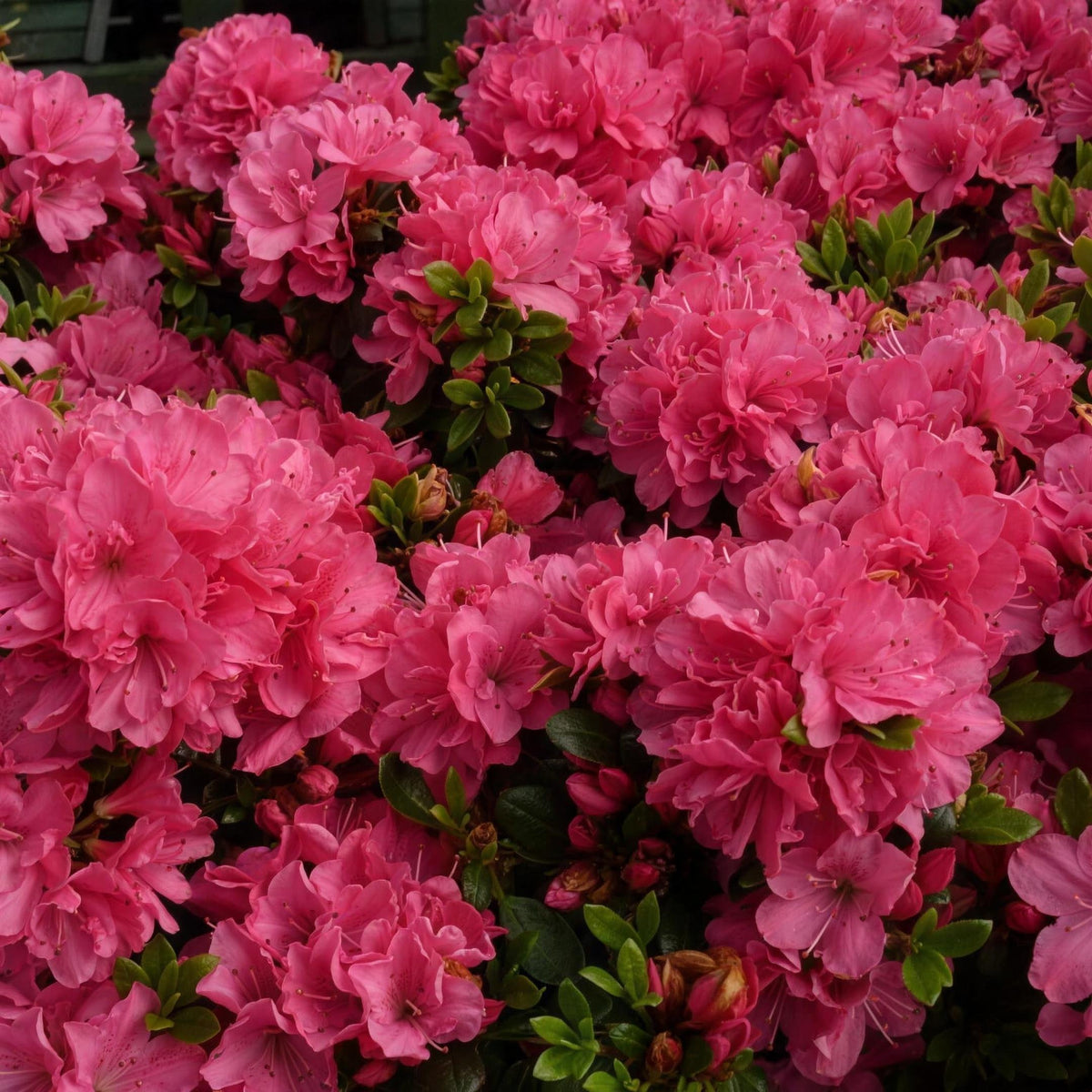 Rhododendron 'Anne Frank' (Azalea) 2L pot grown evergreen shrub.