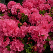 Rhododendron 'Anne Frank' (Azalea) 2L pot grown evergreen shrub.