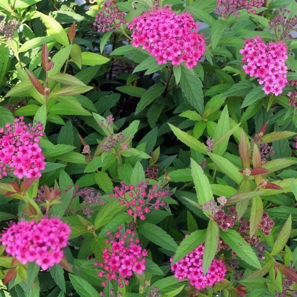 Spiraea japonica 'Anthony Waterer' pot grown deciduous shrub.