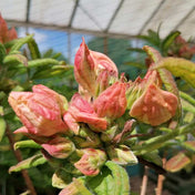 Rhododendron 'Berryrose Exbury' 7.5L deciduous azalea plant.