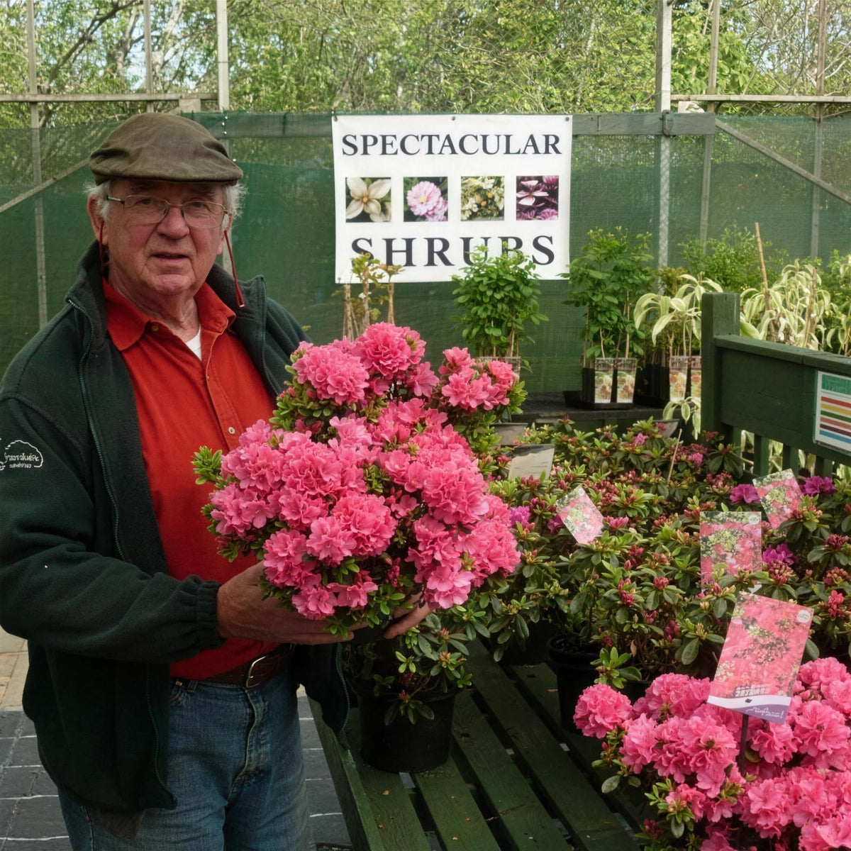 Azalea 'Anne Frank' (Japanese evergreen shrub) 2L pot grown.