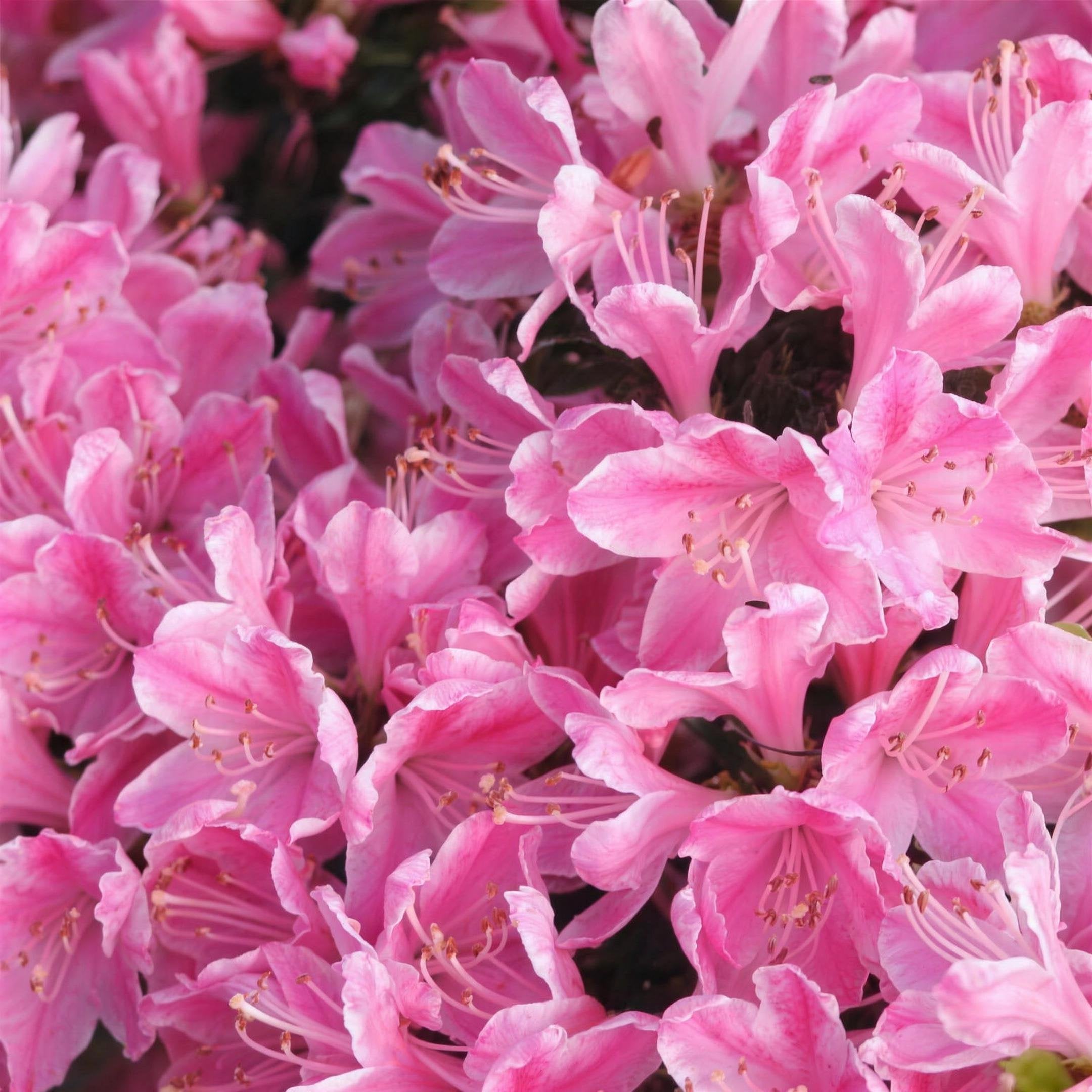 Azalea 'Kermesina Rose' 2L compact evergreen shrub.