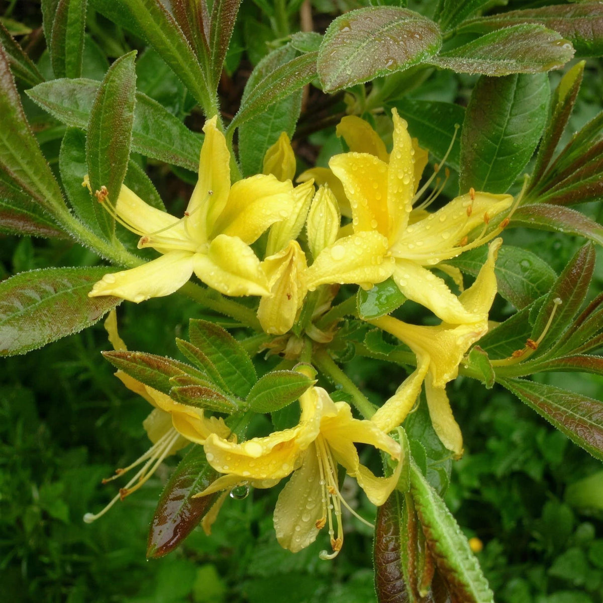 Azalea 'Luteum' (Yellow Azalea) 1.3L pot grown deciduous shrub.