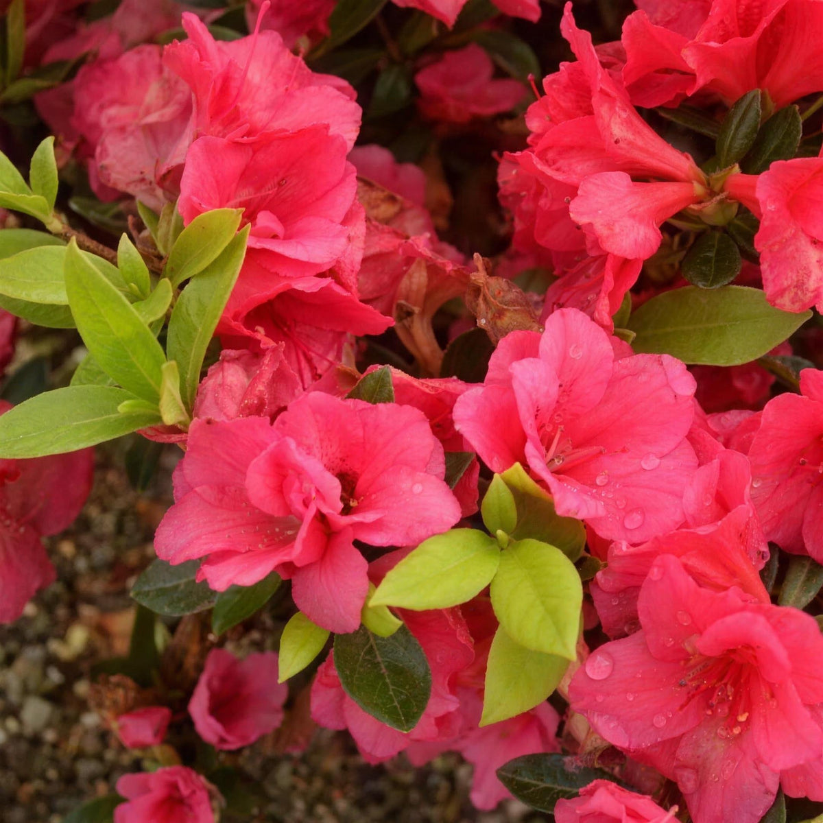 Rhododendron 'Racoon' (Evergreen Azalea) 20-30cm pot grown shrub 2L.