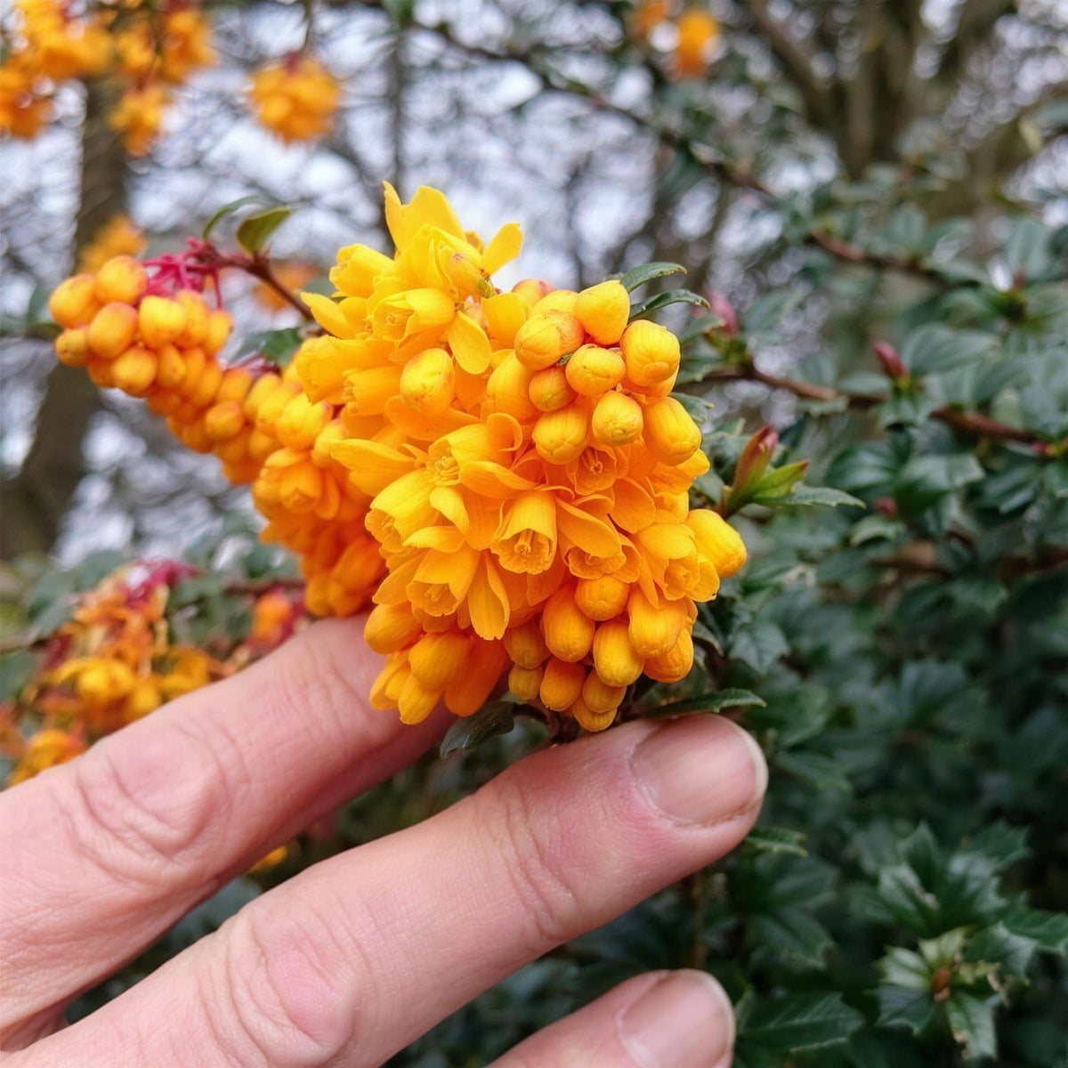 Berberis darwinii (Darwin’s Barberry) pot grown evergreen hedging plant.