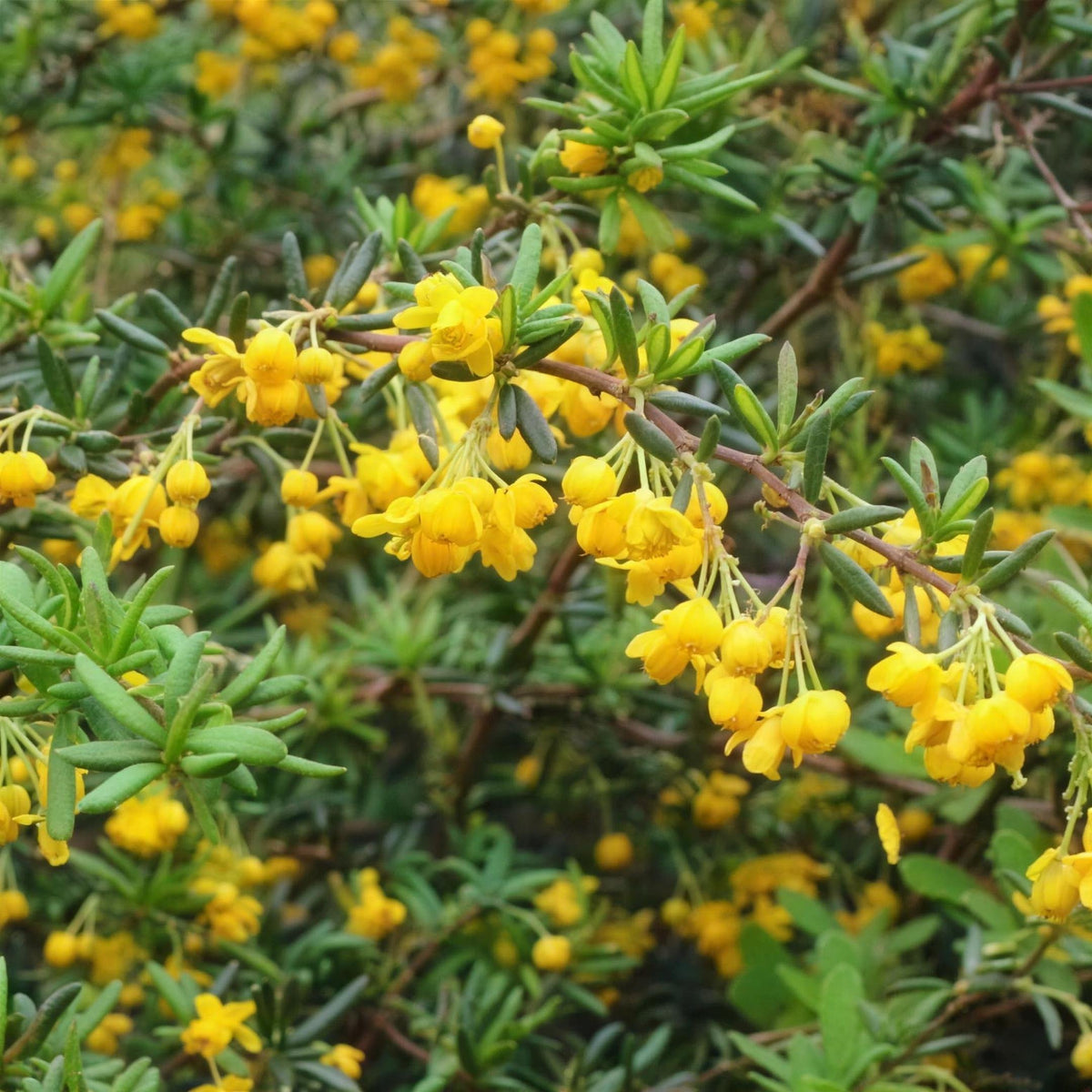 Berberis stenophylla (barberry) 25-35cm pot grown evergreen hedge plant.