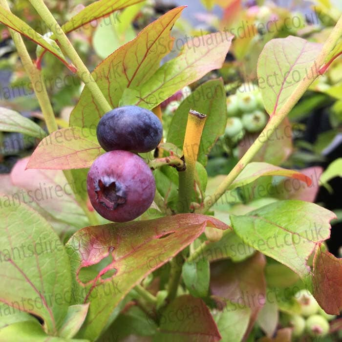 Vaccinium corymbosum 'Nui' (Blueberry) 10-40cm pot grown highbush self-fertile.