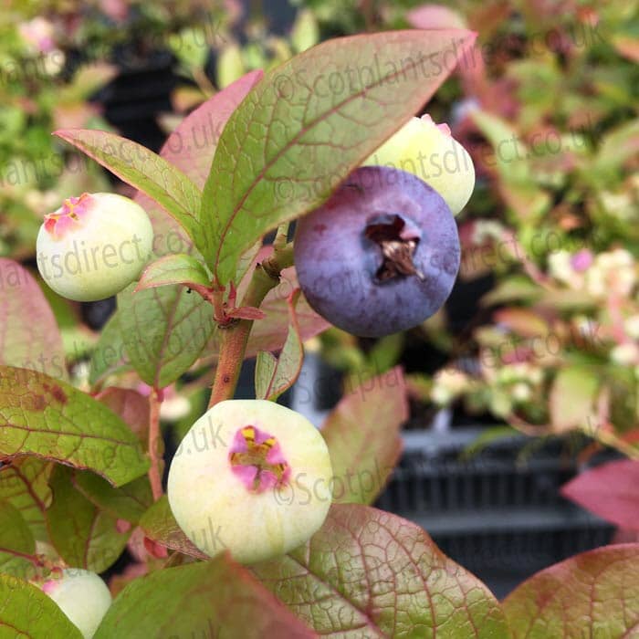 Vaccinium corymbosum 'Sierra' (Blueberry) 10/40cm pot grown plant.
