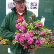 Rhododendron 'Violetta' (Azalea) 30cm pot grown evergreen shrub.