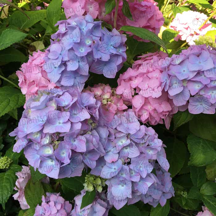 Hydrangea macrophylla 'Bouquet Rose' pot grown shrub, mixed blue, purple and pink blooms.