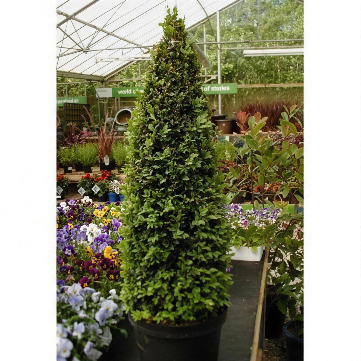 Buxus sempervirens (boxwood) 50-60cm pot grown topiary pyramid.