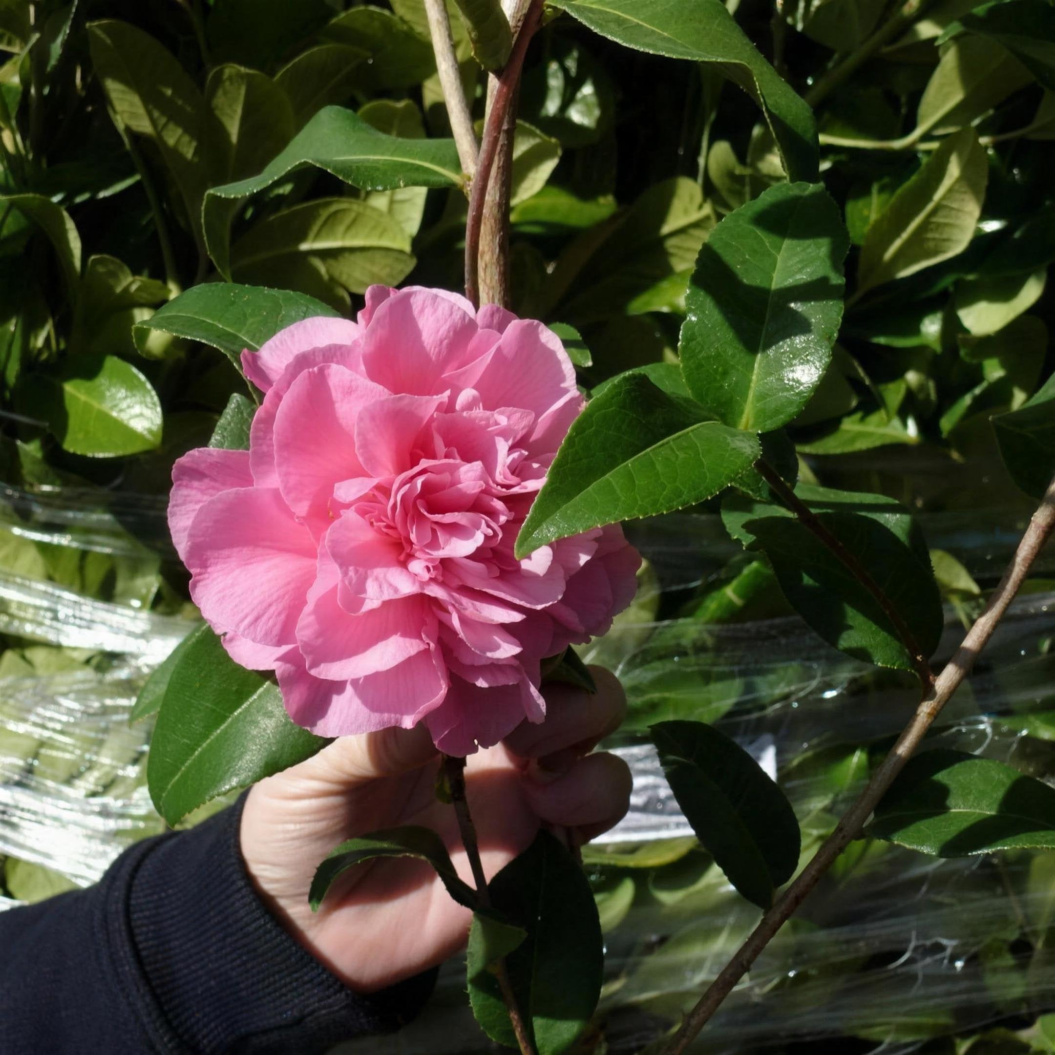 Camellia x williamsii 'Debbie' pot grown evergreen shrub. – photo 2