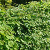Mixed native hedge plants 15 metre BR hedging mix.