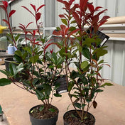 Photinia x fraseri 'Carre Rouge' (Red Tip Photinia) 2L pot evergreen shrub 30-40cm.