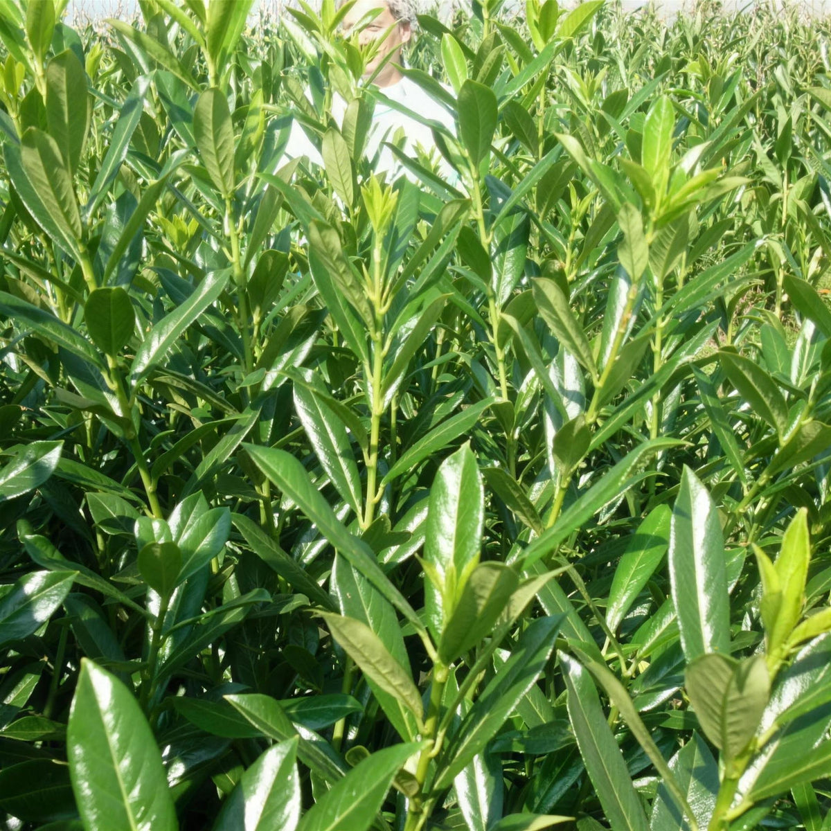 Prunus laurocerasus 'Caucasica' (Cherry Laurel) 40-60cm bare root hedging plant.