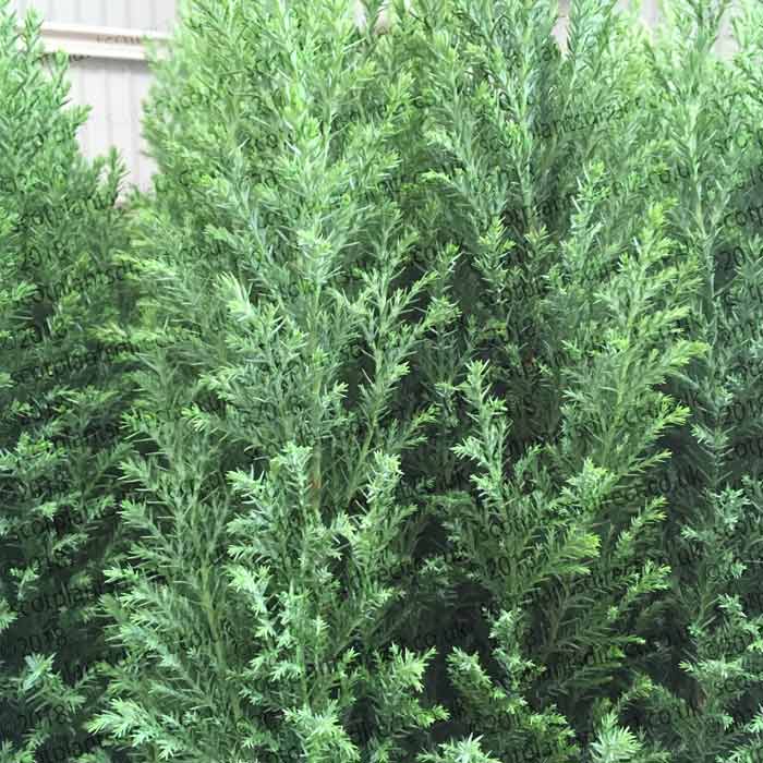 Chamaecyparis lawsoniana 'Ellwoodii' dwarf conifer pot grown.