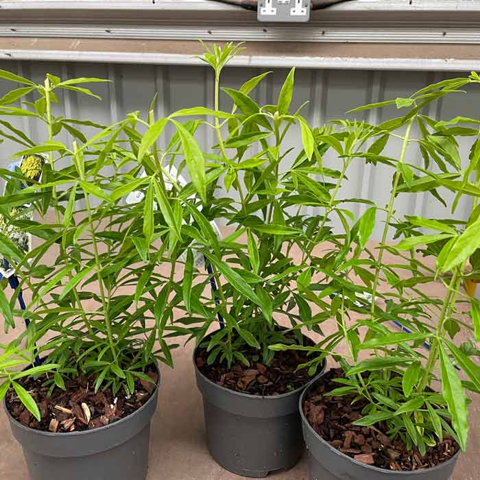 Choisya 'Goldfingers' (Mexican Orange Blossom) pot grown shrub.