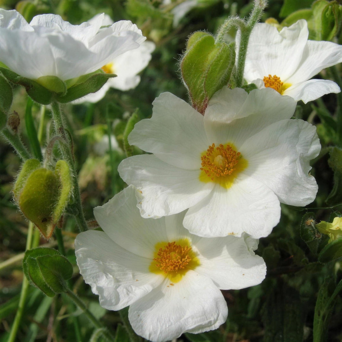 Cistus 'Corbarensis' (Rock Rose) 3L pot grown hardy evergreen shrub.