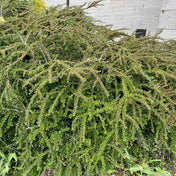 Cotoneaster horizontalis (Rock Cotoneaster) 3L pot grown shrub.