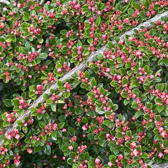 Cotoneaster horizontalis 3L pot grown shrub.