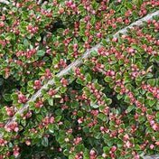 Cotoneaster horizontalis 3L pot grown shrub.