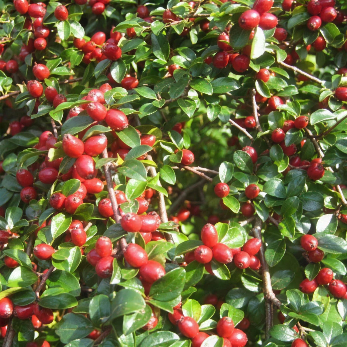 Cotoneaster 'Coral Beauty' 3L evergreen shrub plant.