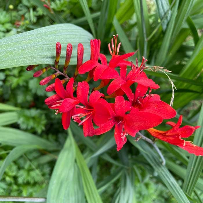 Crocosmia 'Lucifer' 2L pot grown perennial plant. – photo 2