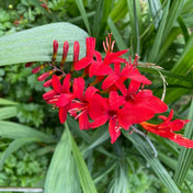 Crocosmia 'Lucifer' 2L pot grown perennial plant. – photo 2