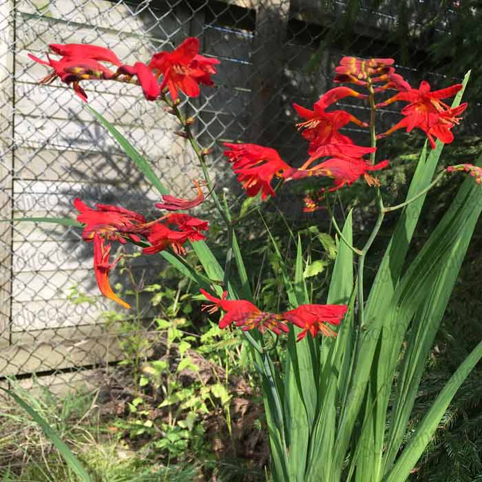 Crocosmia 'Lucifer' 2L pot grown perennial plant.