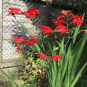 Crocosmia 'Lucifer' 2L pot grown perennial plant.