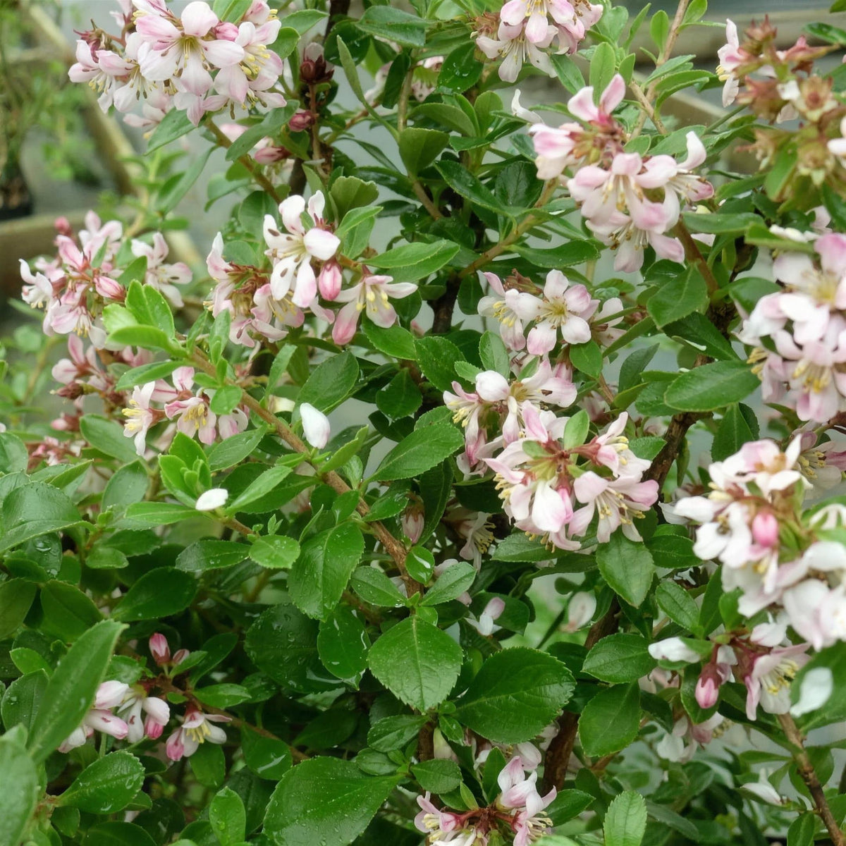Escallonia 'Donard Seedling' pot grown evergreen hedge plant. – photo 2