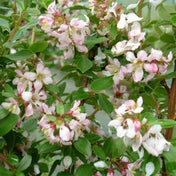 Escallonia 'Donard Seedling' pot grown evergreen hedge plant.