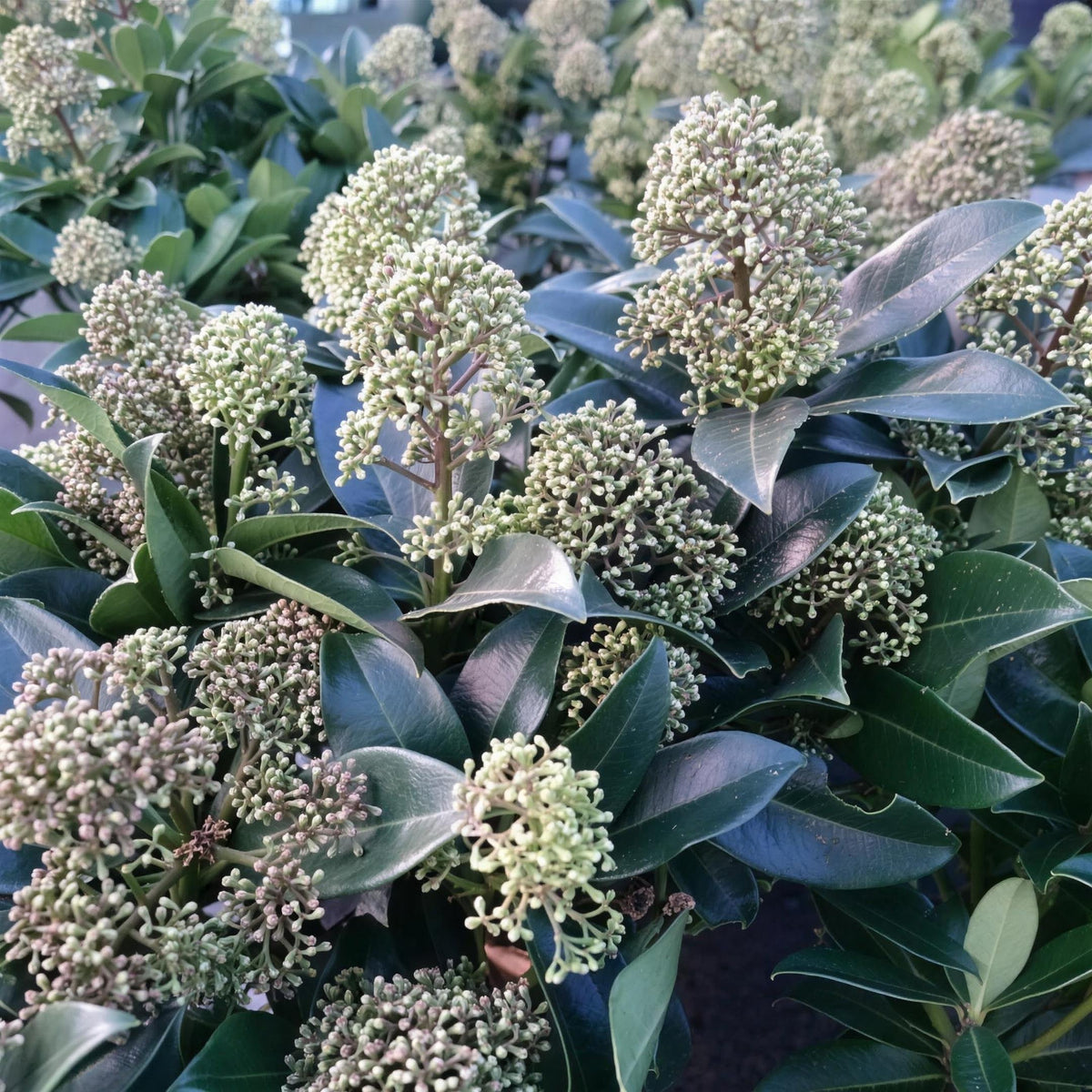 Skimmia japonica 'Fragrant Cloud' pot grown evergreen shrub.
