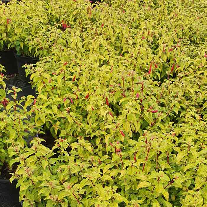Fuchsia 'Genii' 3L pot grown shrub.