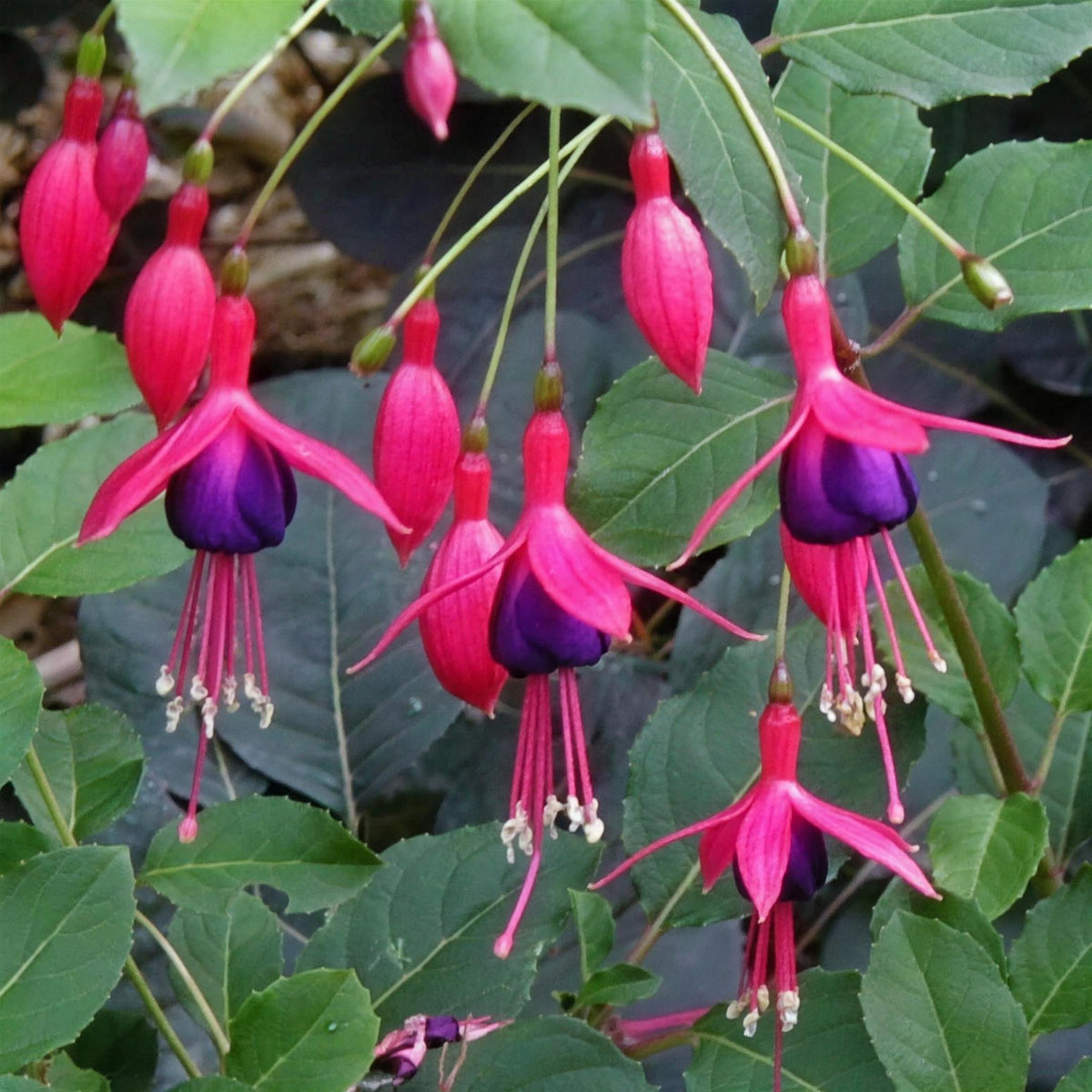 Fuchsia magellanica 'Mrs Popple' 3 litre pot grown shrub.