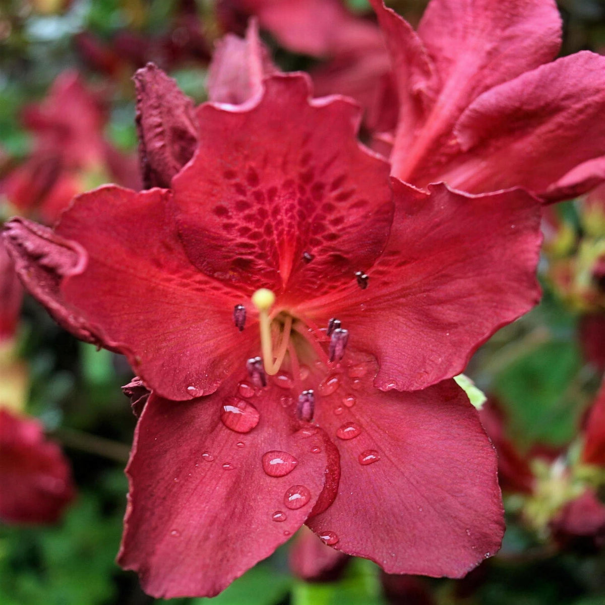 Rhododendron japonicum 'Galathea' (Japanese azalea) 30-40cm pot grown evergreen shrub.