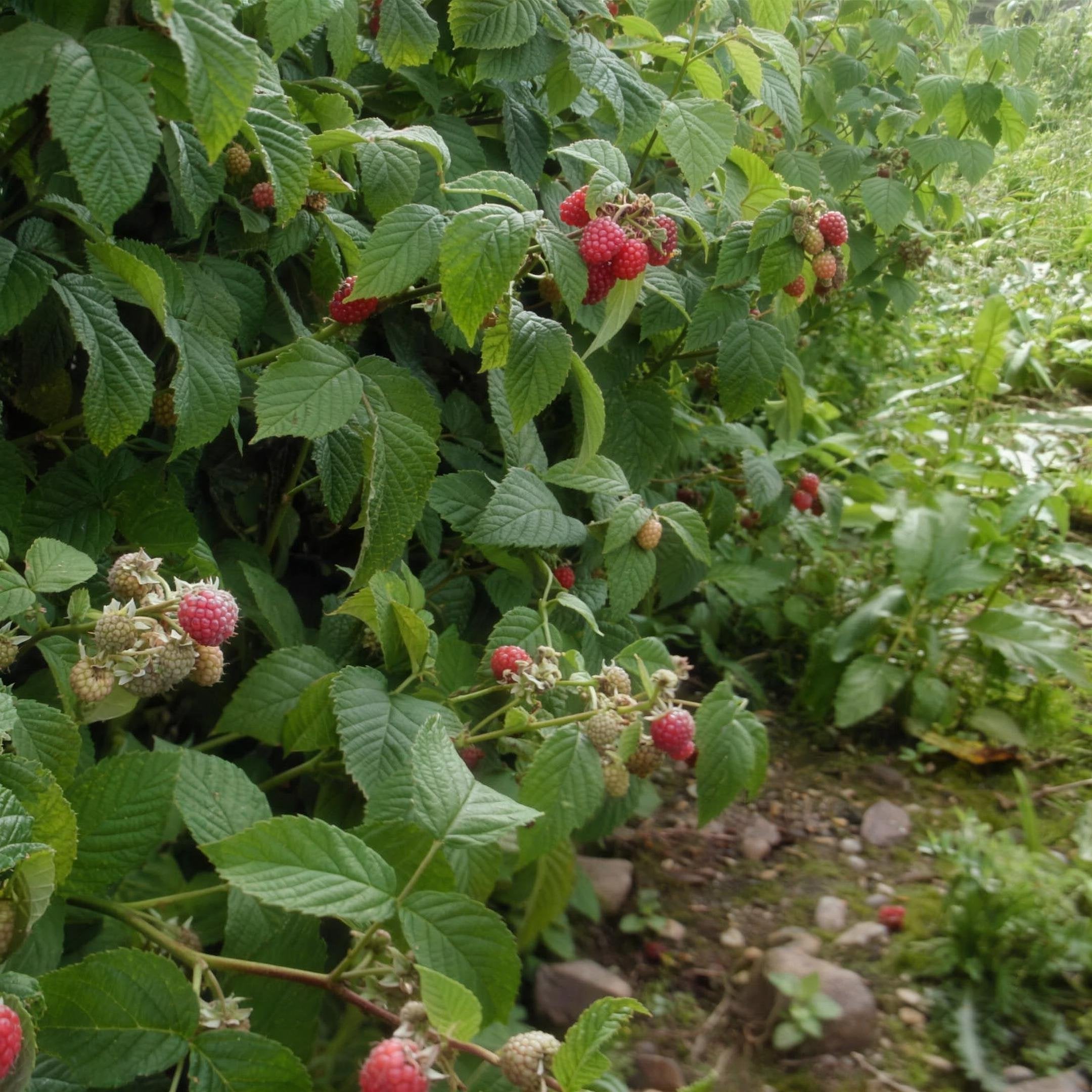 Rubus idaeus (Raspberry) bare root canes mixed varieties pack of 40.