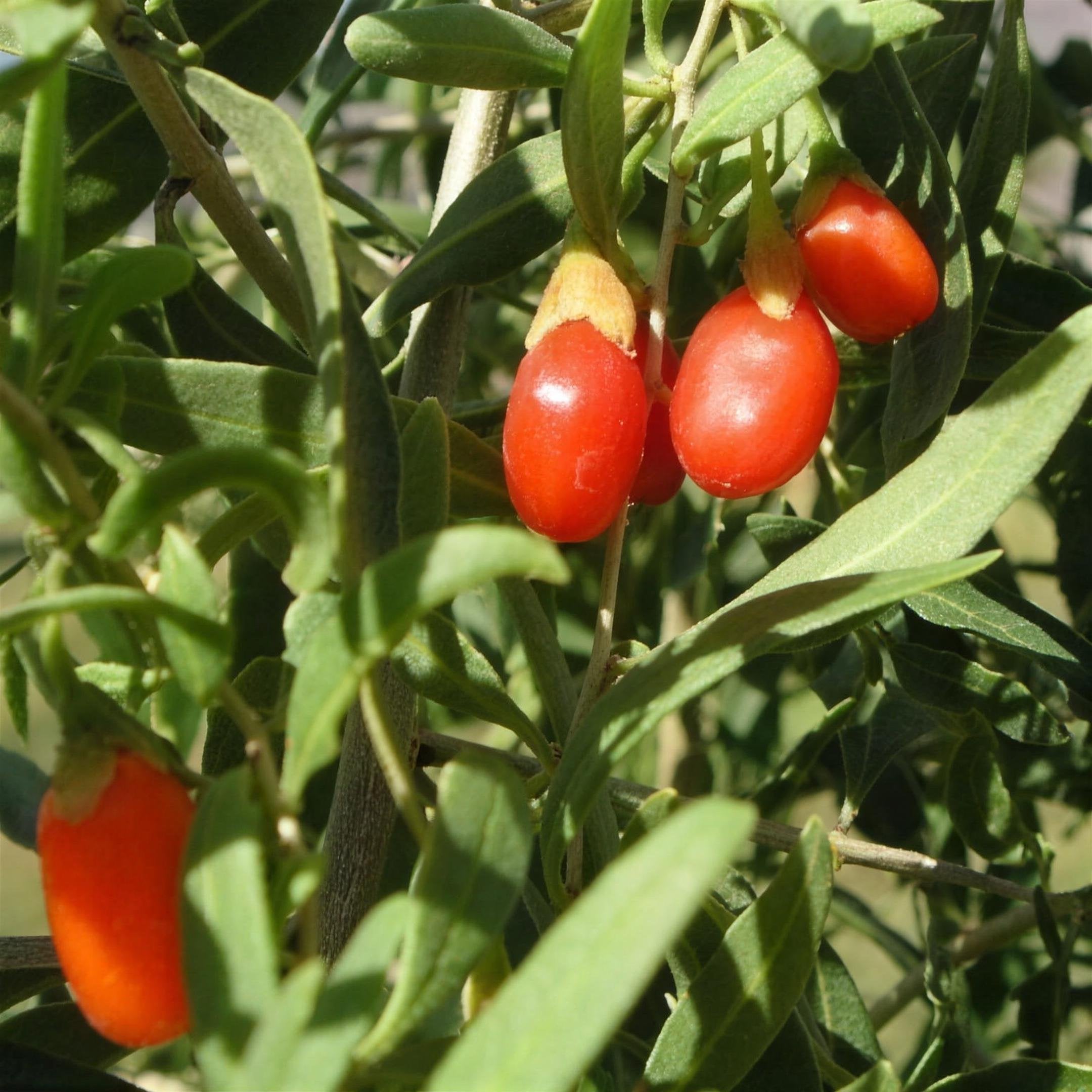 Lycium barbarum (Goji berry) pot grown shrub.