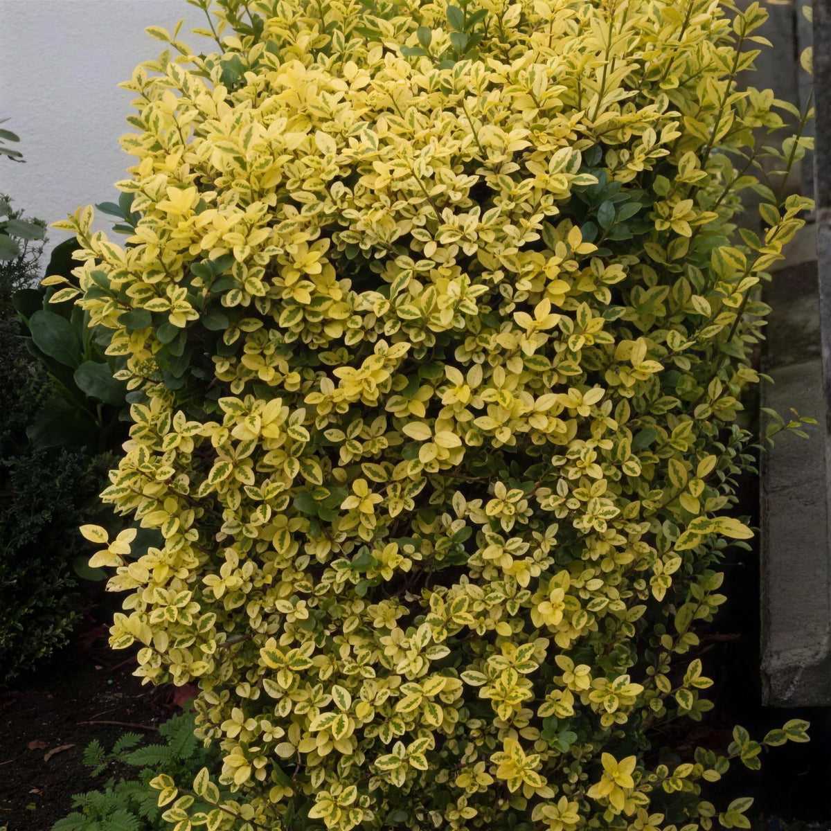 Ligustrum ovalifolium 'Aureum' (golden privet) 20-30cm pot grown hedge plant.