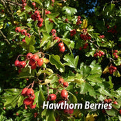Crataegus monogyna (Hawthorn) 15m bare root hedging mix.